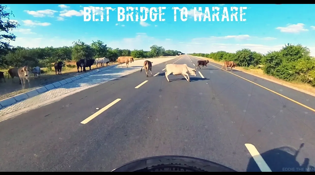Beit Bridge Cow Encounter